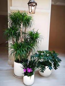 选花卉出租，看宁波镇海如何绽放别样魅力